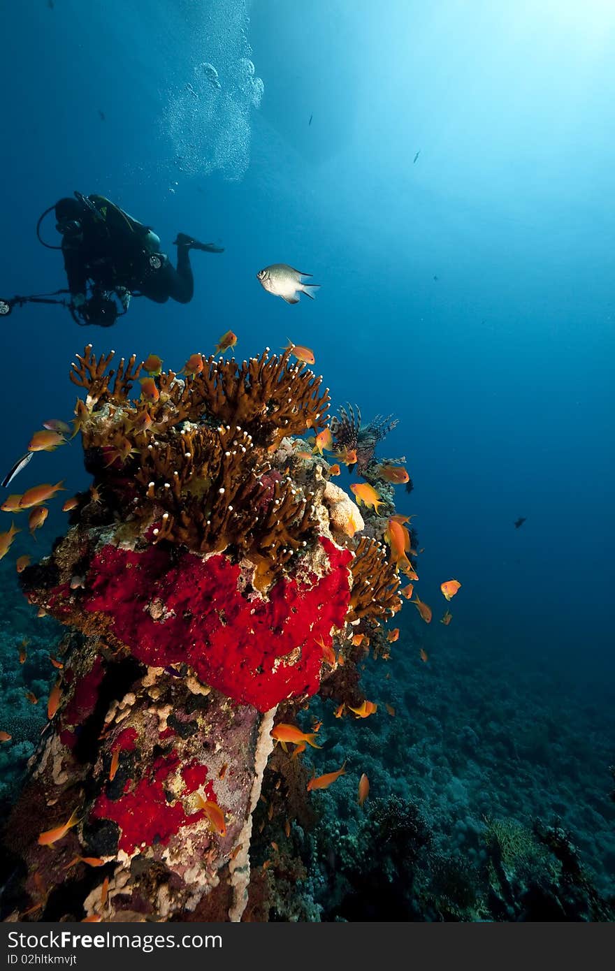 Ocean,fish and an underwater photographer taken in the Red Sea. Ocean,fish and an underwater photographer taken in the Red Sea.