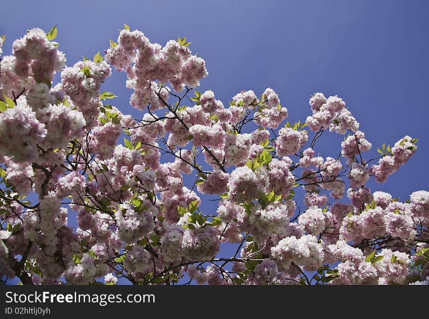 Ornamental cherry tree. Scientific name: Prunus serrulata 'Kanzan.  Family: Rosaceae. Source: Asia.Se used basically for their showy flowers that are born double pendant in tight clusters