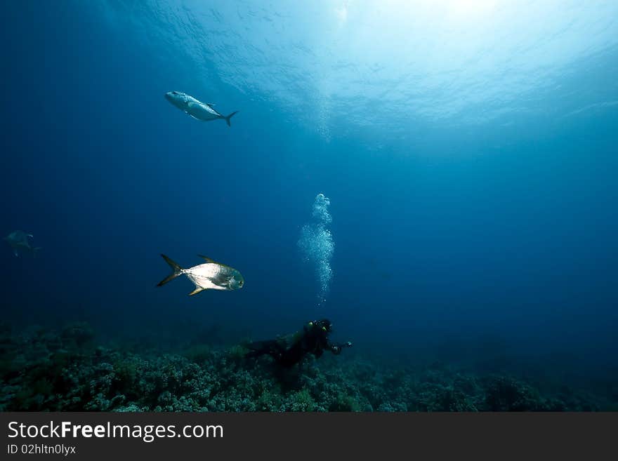 Ocean,fish and an underwater photographer taken in the Red Sea. Ocean,fish and an underwater photographer taken in the Red Sea.