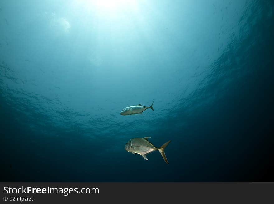 Ocean and fish taken in the Red Sea.