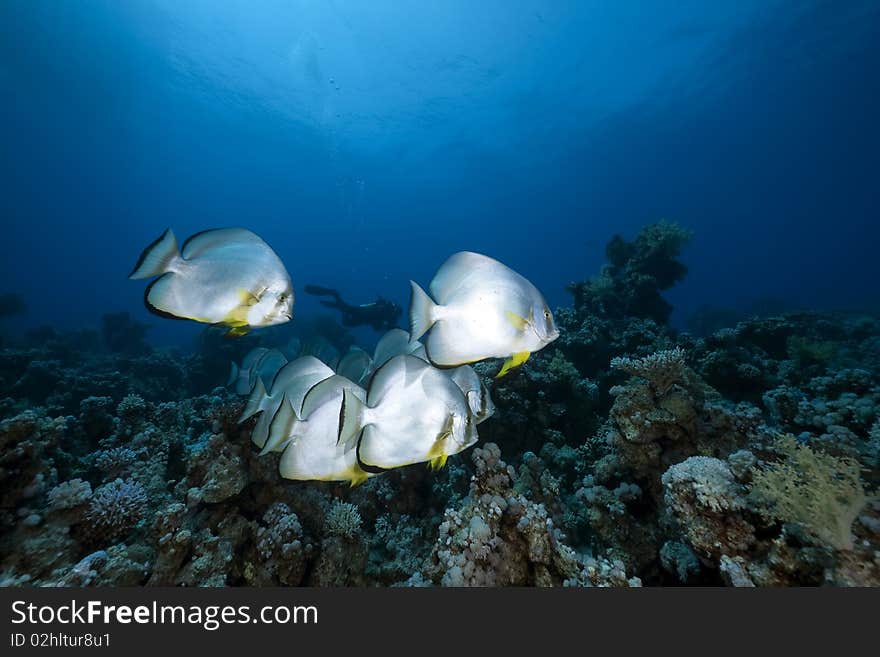 Orbicular spadefish and ocean taken in the Red Sea.