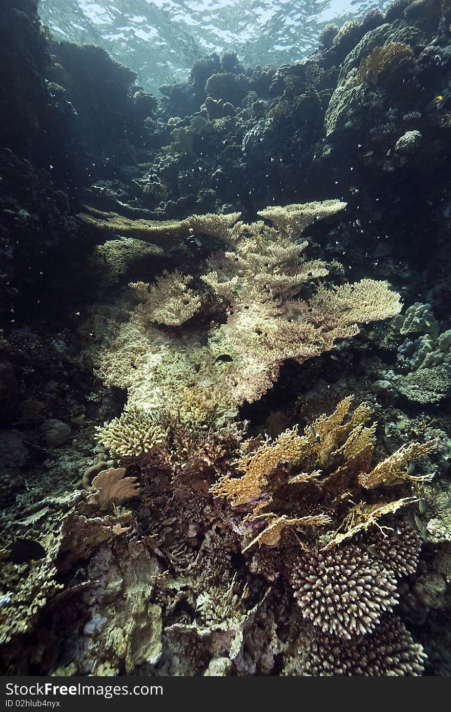 Table coral and ocean taken in the Red Sea.