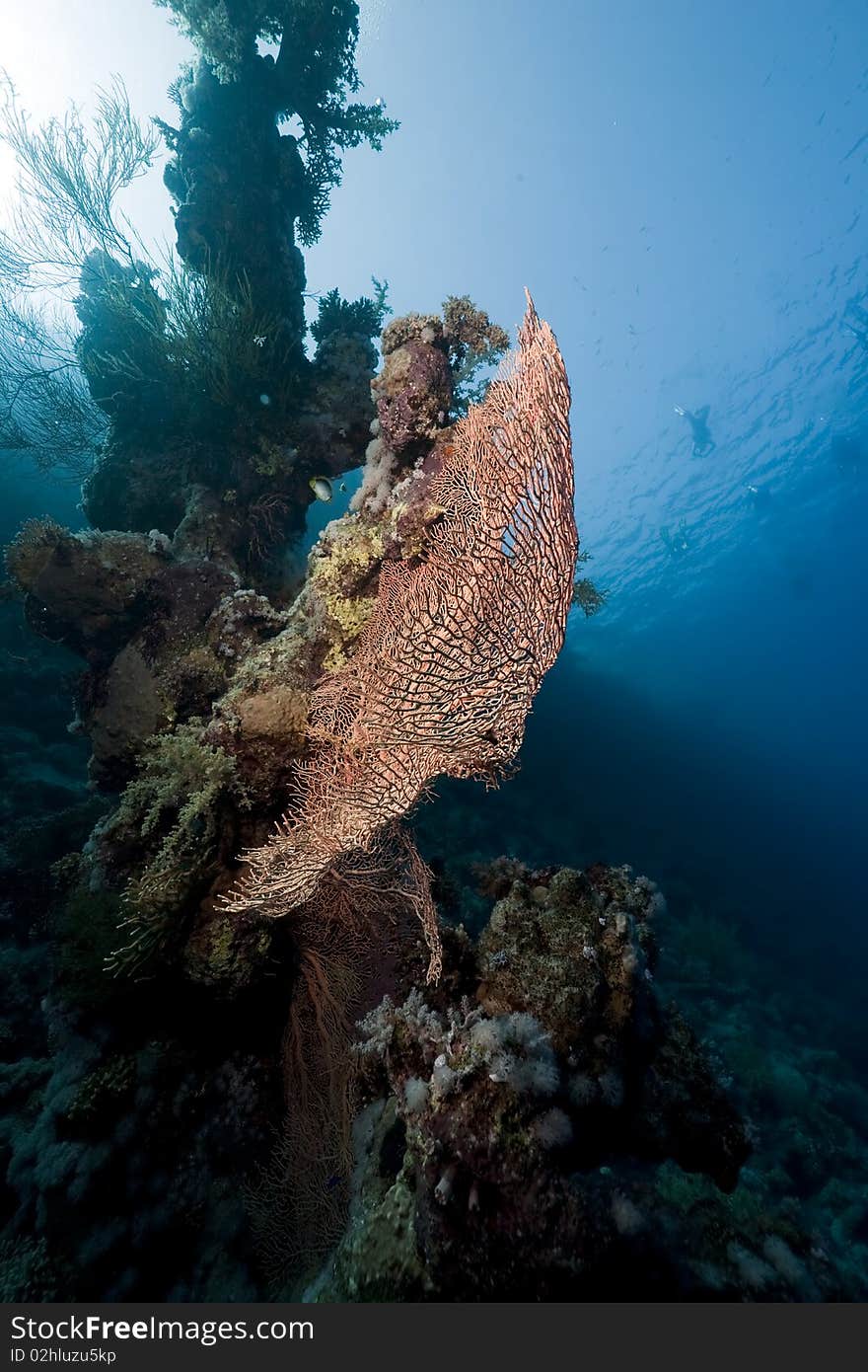 Ocean and fish taken in the Red Sea.