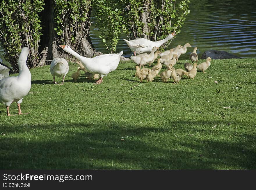 Geese With Their Offspring