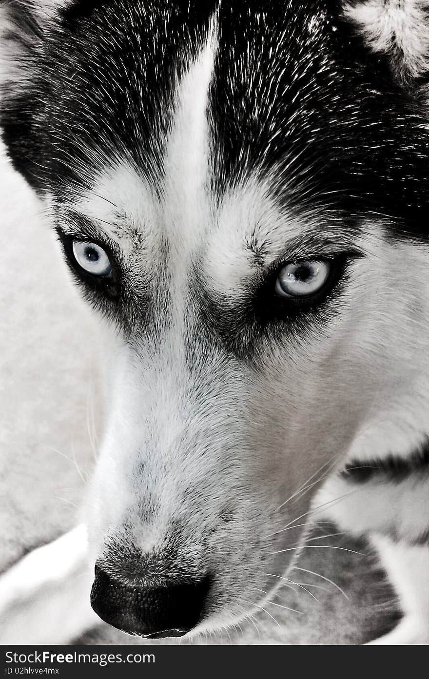 Staring Husky