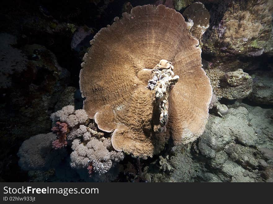 Mushroom coral and ocean taken in the Red Sea.