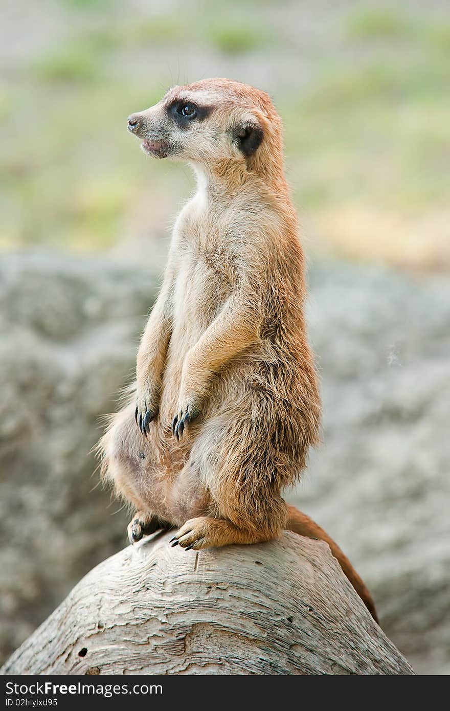 An alert Meerkat on lookout.