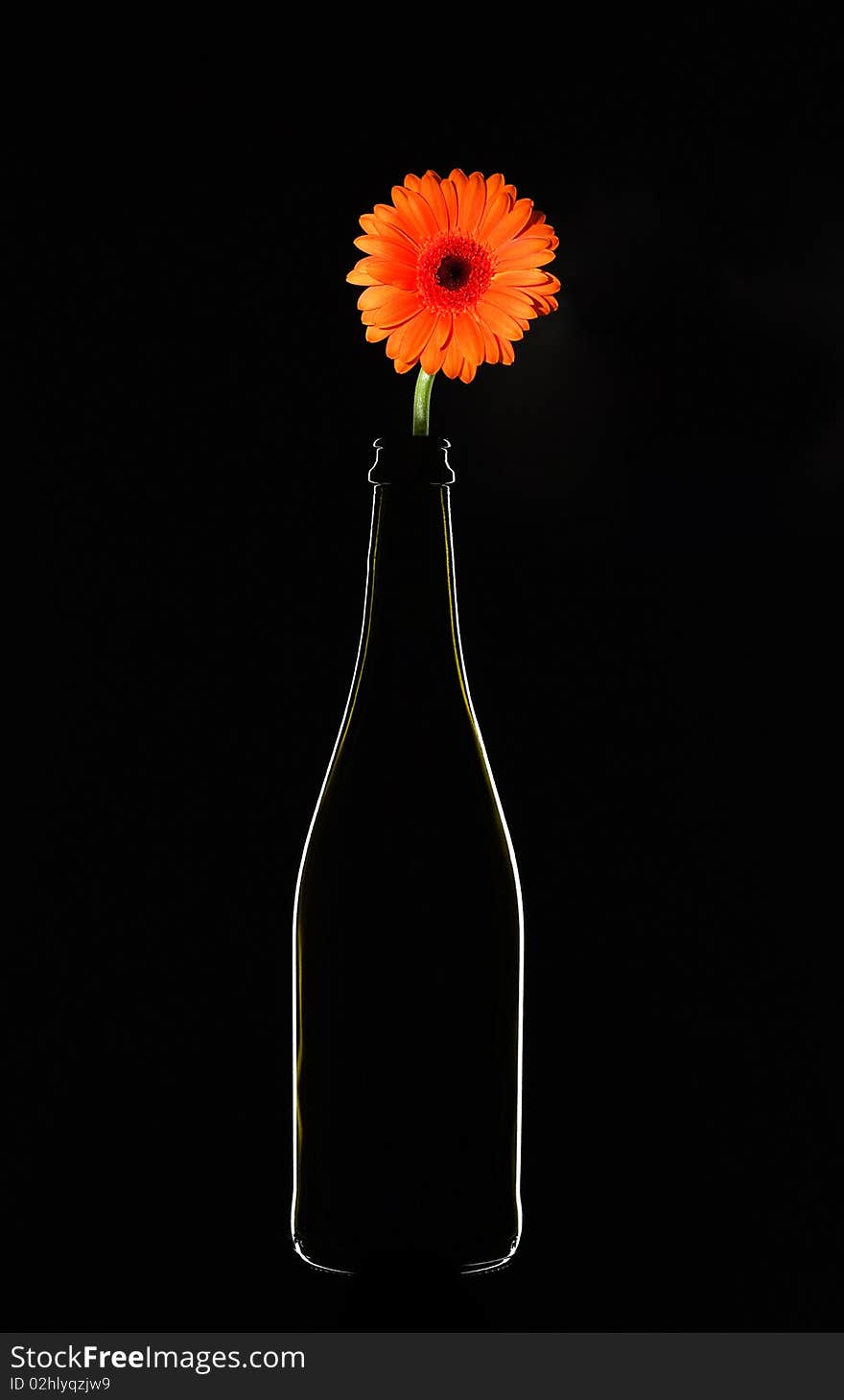 Flower in bottle