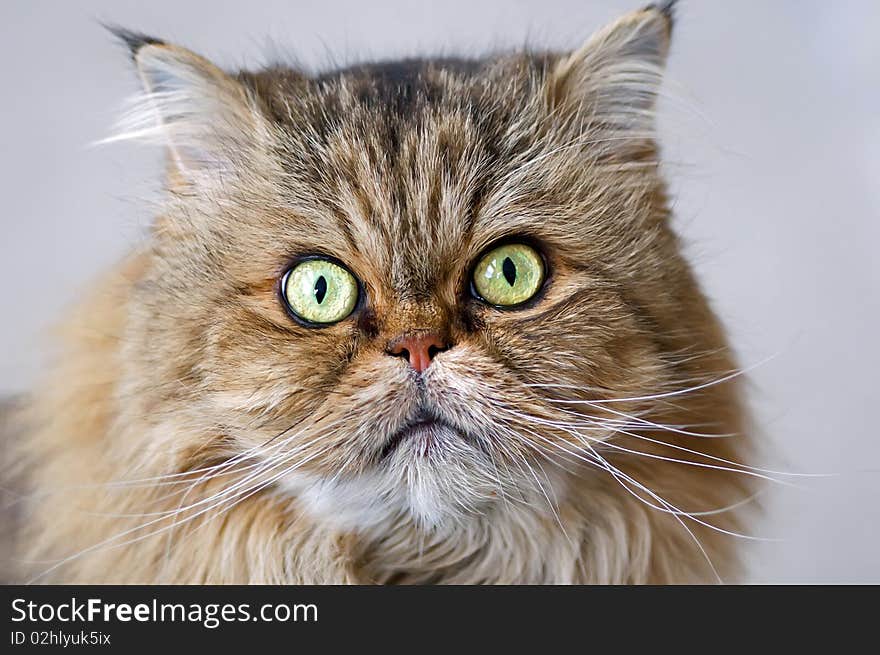 A brown and grey persian cat face close-up