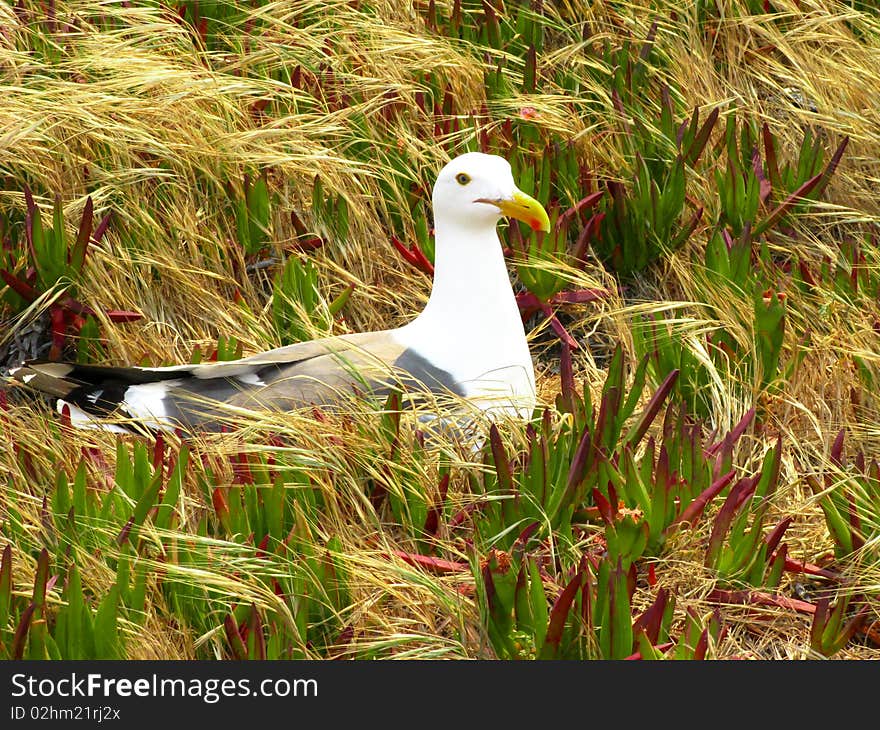 Western Gull, at a coastal area with plants