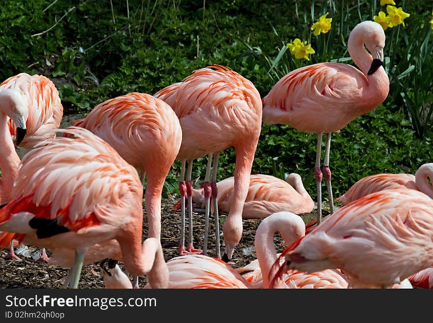 Chilean Flamingos