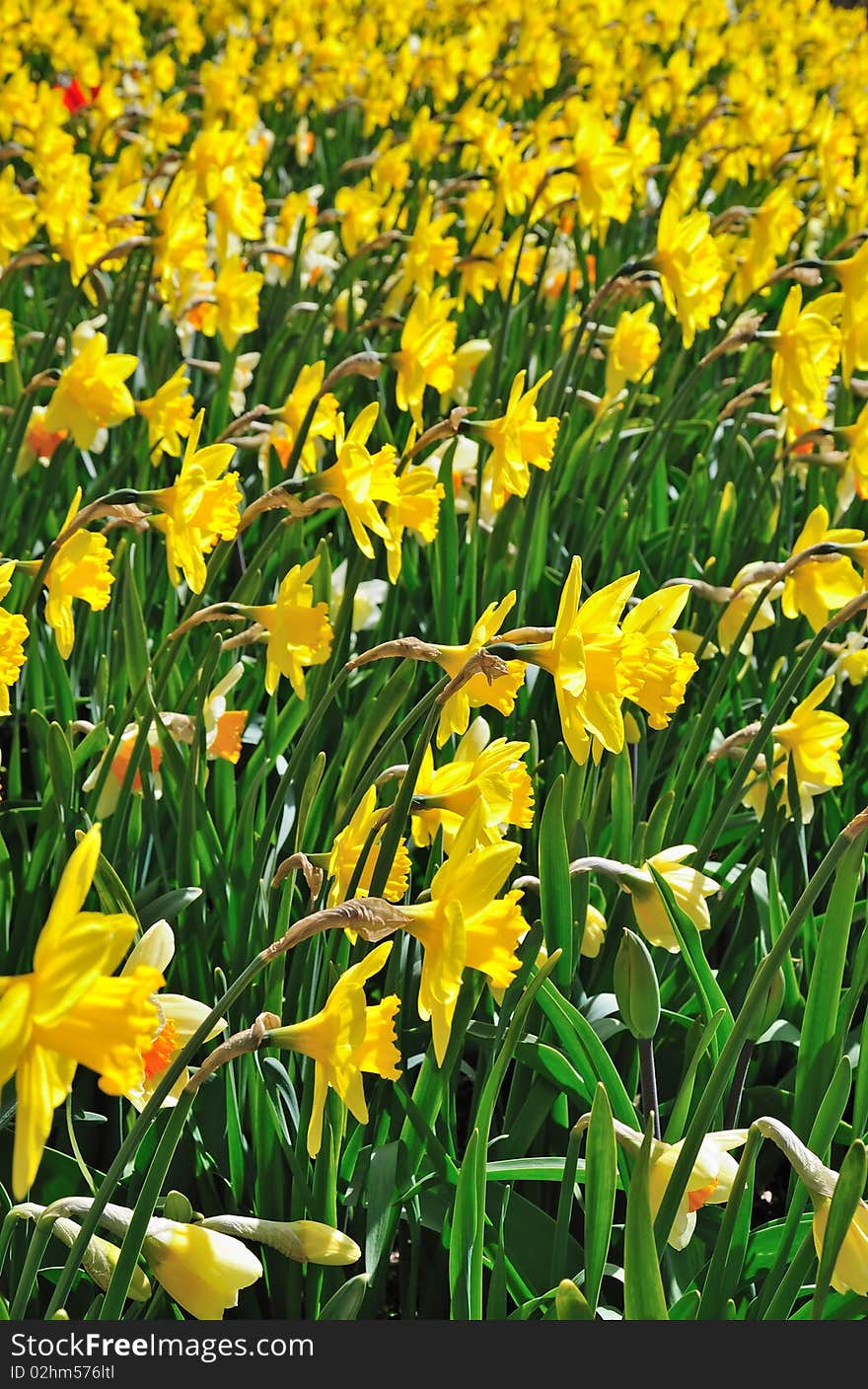 Spring daffodils meadow from profile side