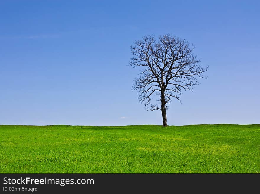 Trees Die Standing