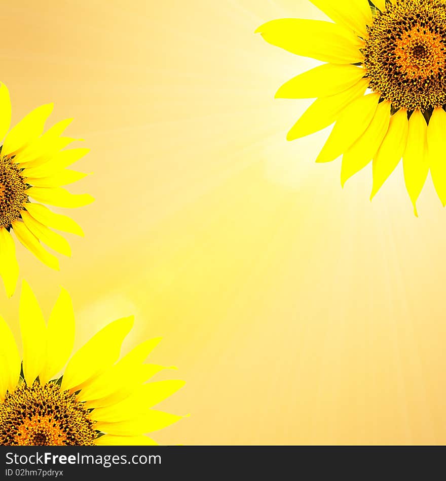 Bright young sunflower on a white background