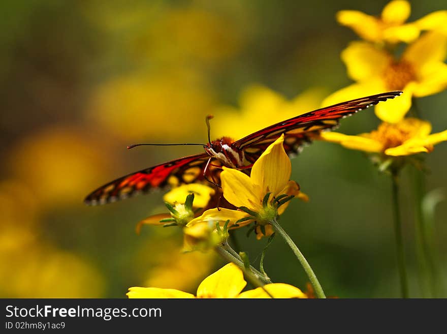 Butterfly On Yellow Flower