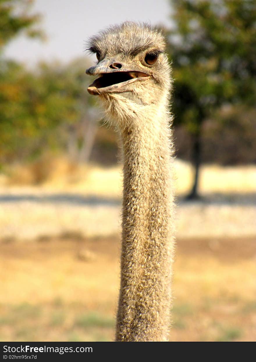 Ostrich