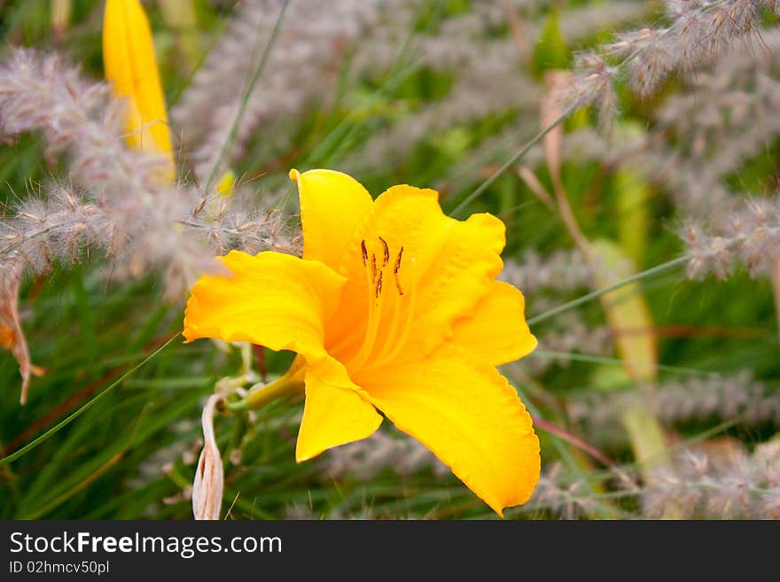 Closeup shoot of yellow lily. Closeup shoot of yellow lily.