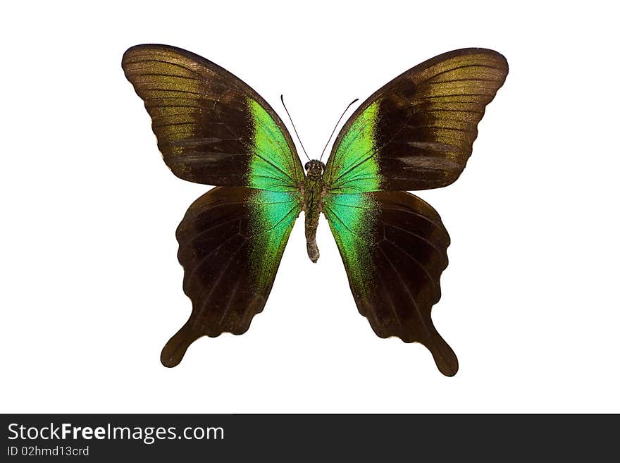 Papilio Peranthus