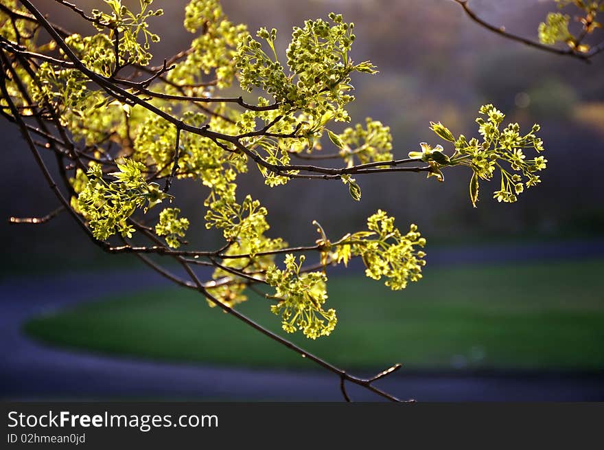 Sprouting Spring