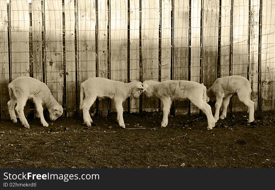 4 very young lambs playing along a fence, 2 of them butting heads
In sepia. 4 very young lambs playing along a fence, 2 of them butting heads
In sepia