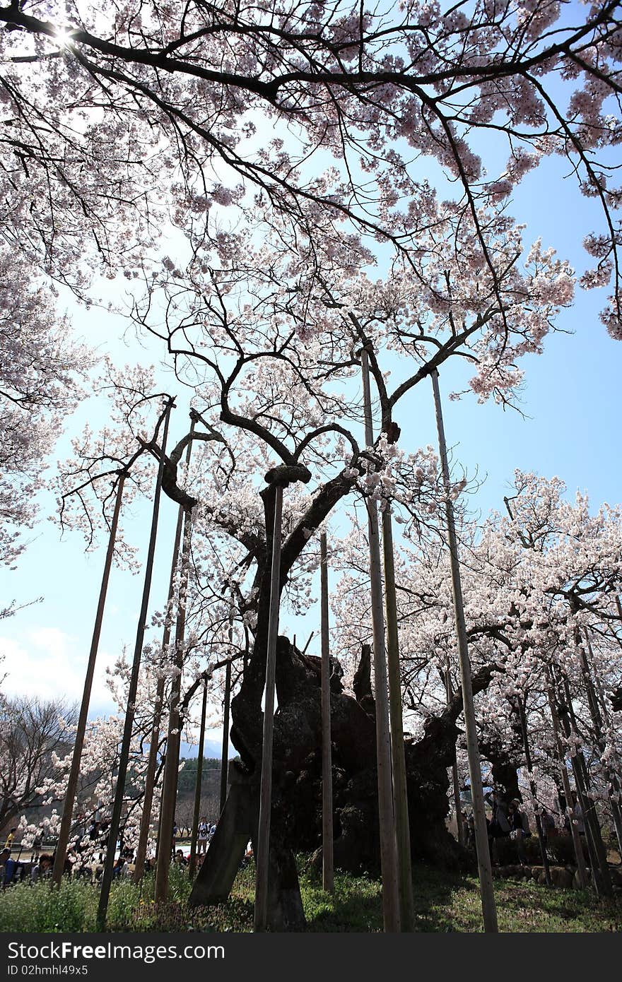 Yamataka Shindai Sakura is one of three largest cherry trees in Japan. Yamataka Shindai Sakura is one of three largest cherry trees in Japan.