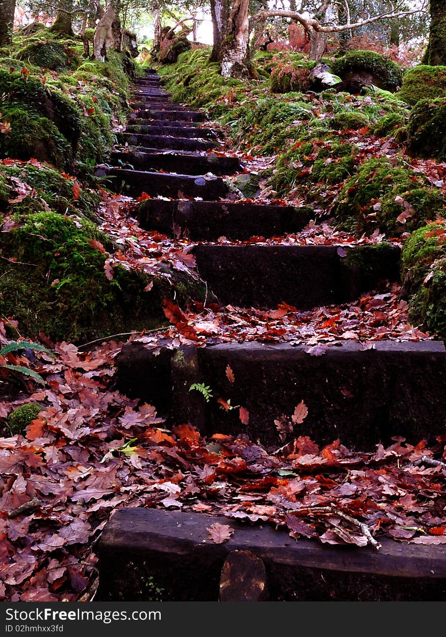 This a photo taken of steps that came down to  a water fall in the middle of a forest In the southwest of Ireland. This a photo taken of steps that came down to  a water fall in the middle of a forest In the southwest of Ireland.