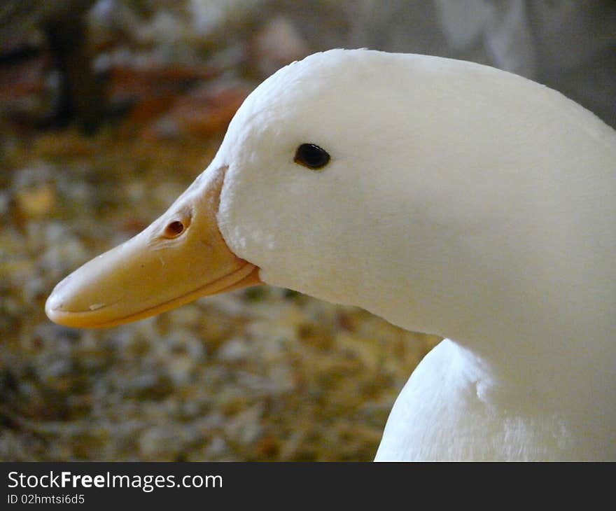 White duck