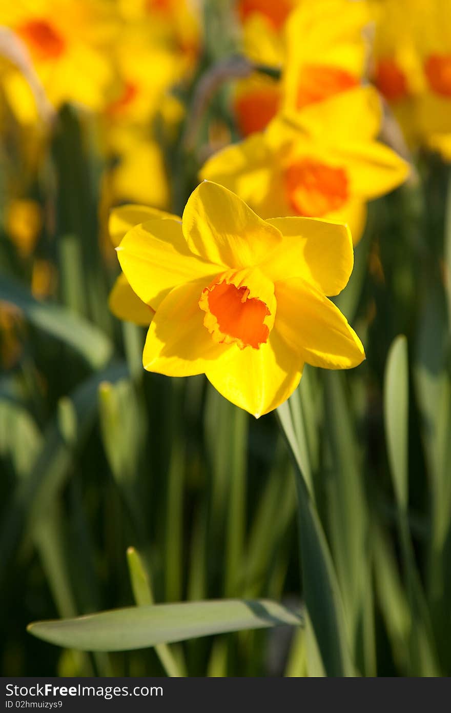 Colourful closeup of daffodils field. Colourful closeup of daffodils field