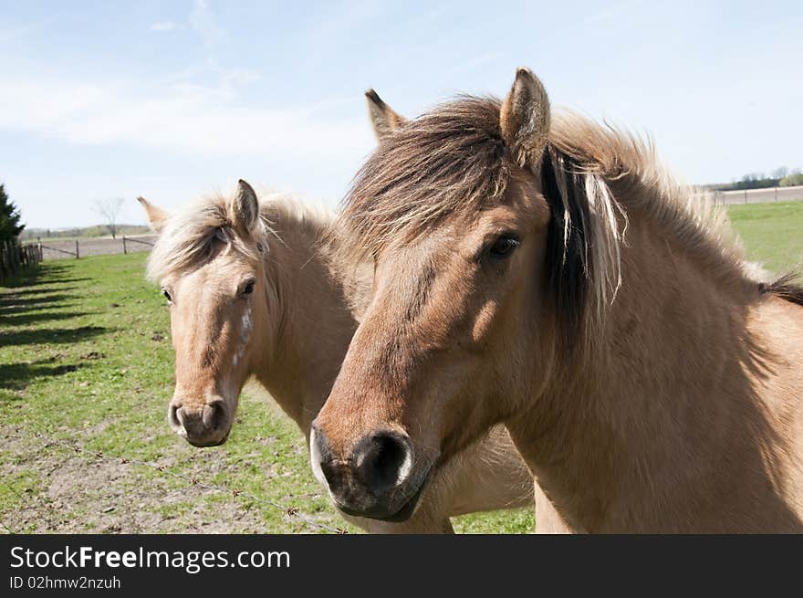 Pair of horses in field, showing heads on bright sunny day which throwing shadows