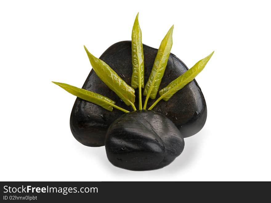 Some braided leaves of tree and dark stones isolated in white