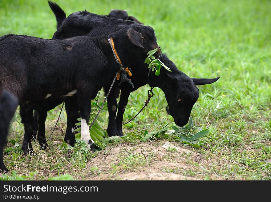 Black goat on green grass