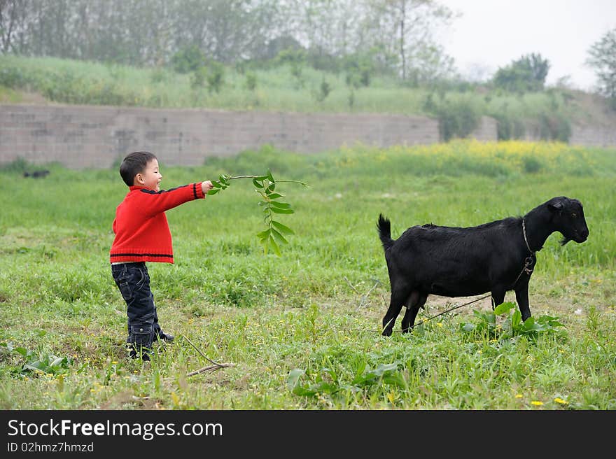 Asian boy and black goat.