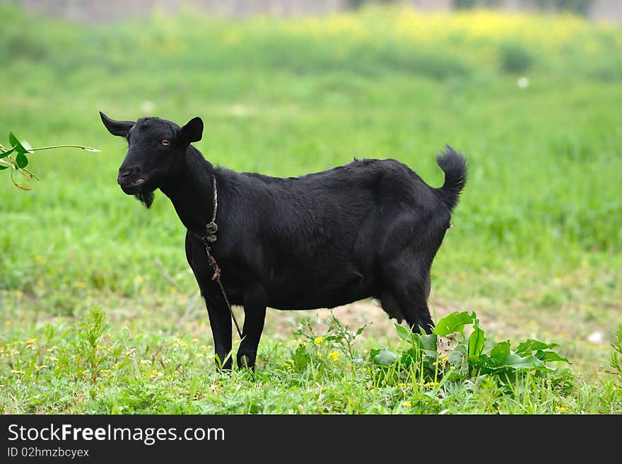 Black goat on green grass