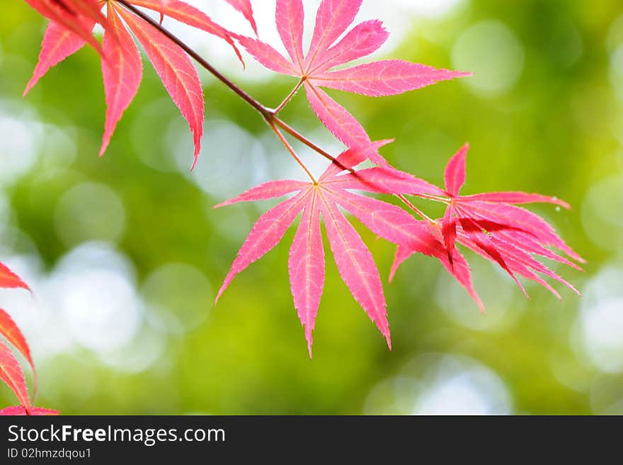 Red leaves on green background.