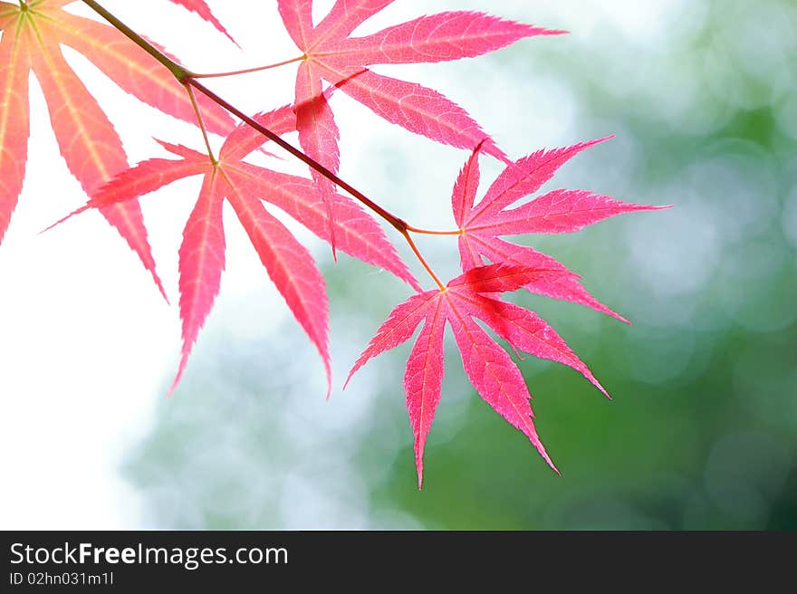 Red leaves on green background.