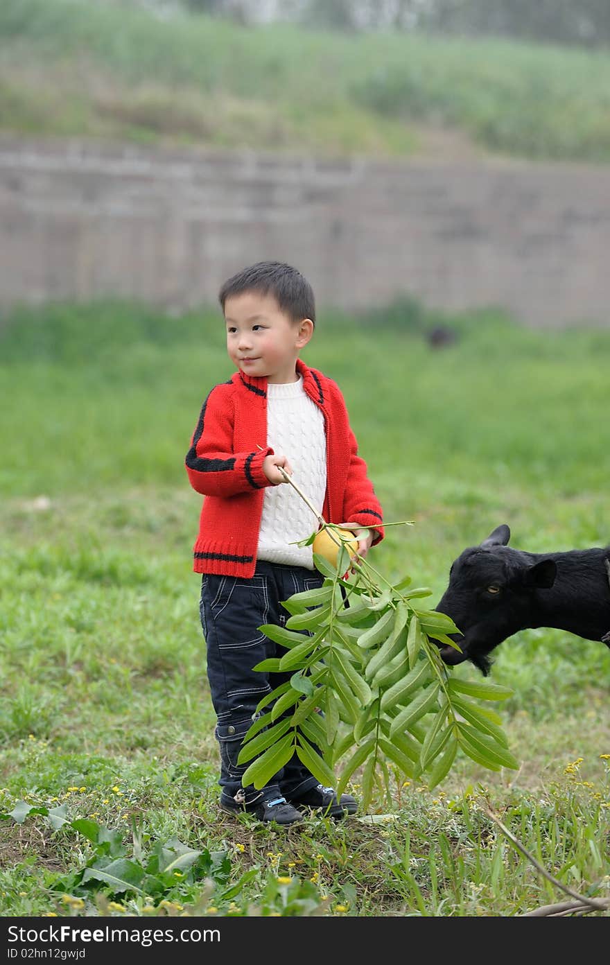 Asian boy and black goat. Asian boy and black goat.