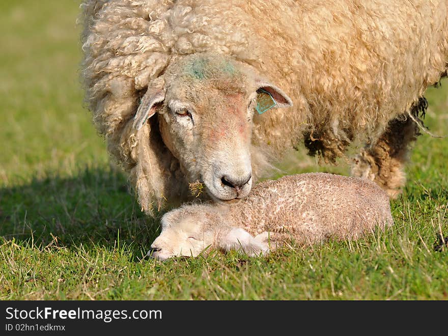 Sheep With 1 Days Old Cute Lamb