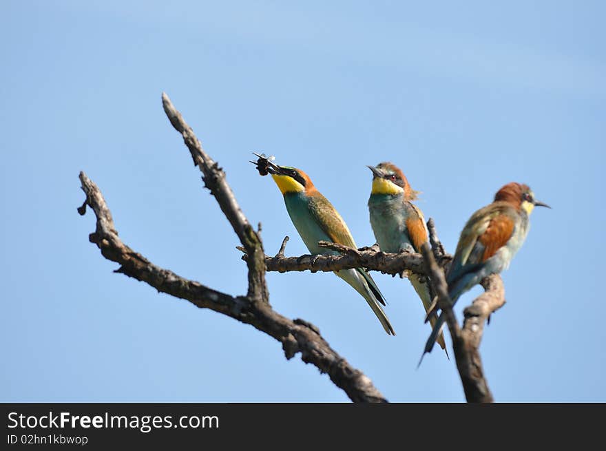 Bee-eaters