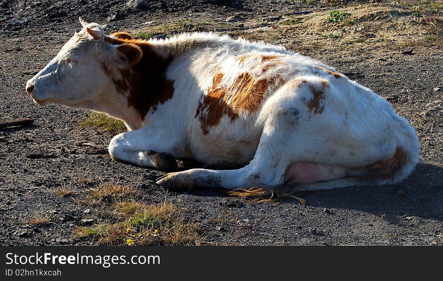 Cow. Side view. Close up.