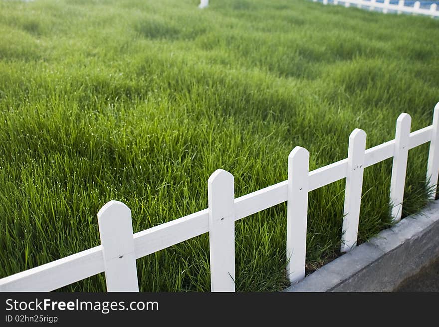 Green grass and white fense. Green grass and white fense