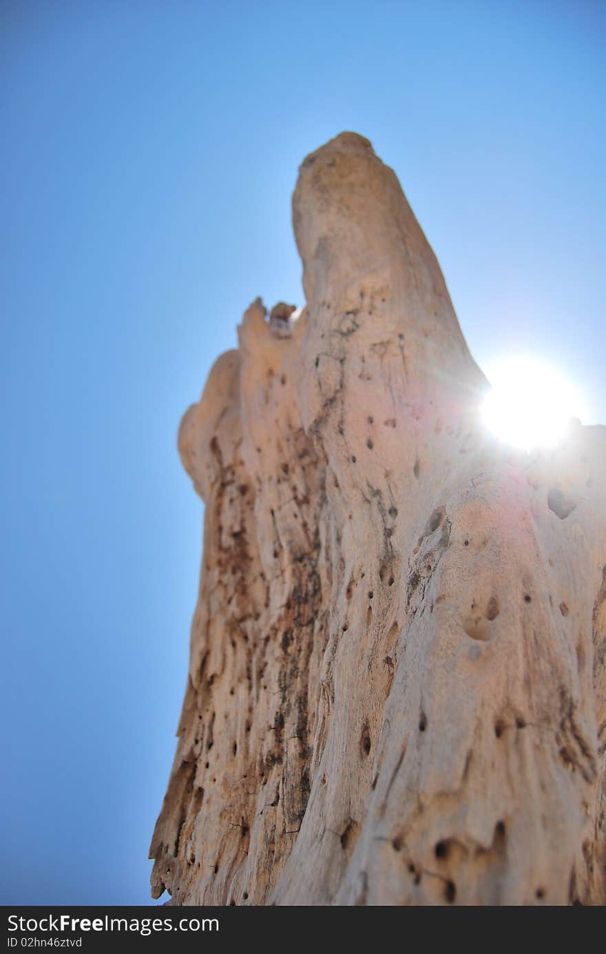 dead tree trunk