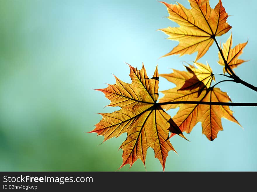 Red maple leaf