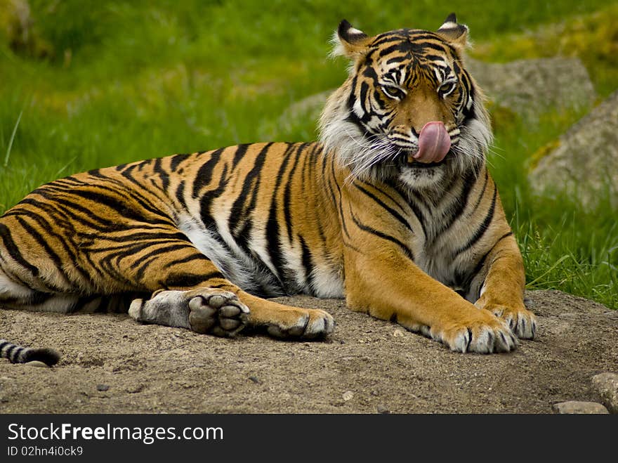 Sumatrian Tiger