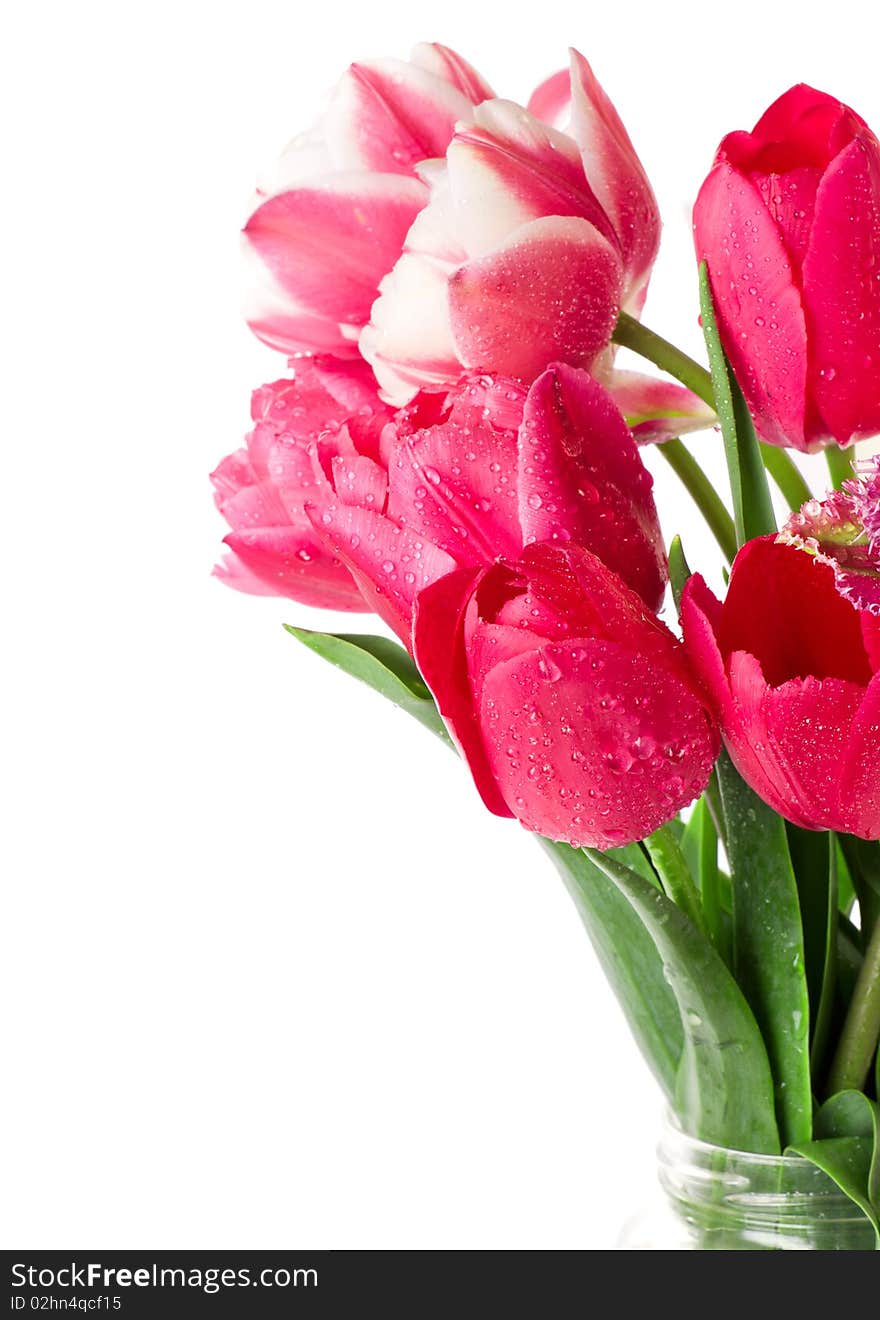 Beautiful tulips isolated on the white background