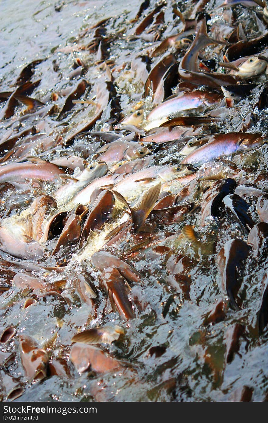 Many Catfish Family Pangasiidae in the river.