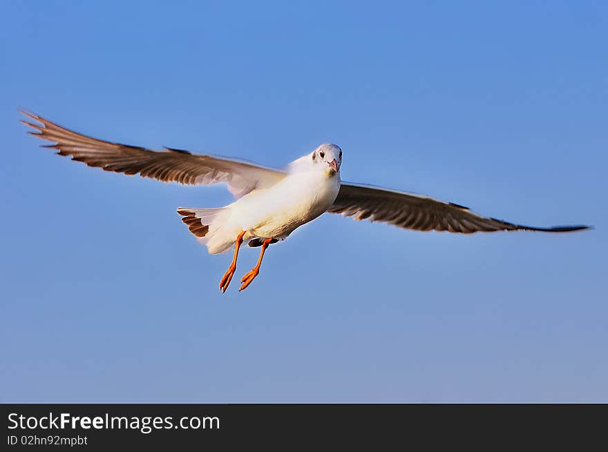 A seagull is flying in the air. A seagull is flying in the air