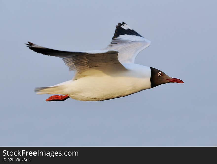 Flying Seagull