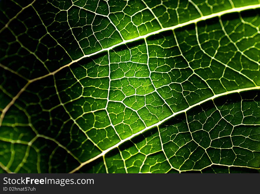 Closeup of a Leaf texture