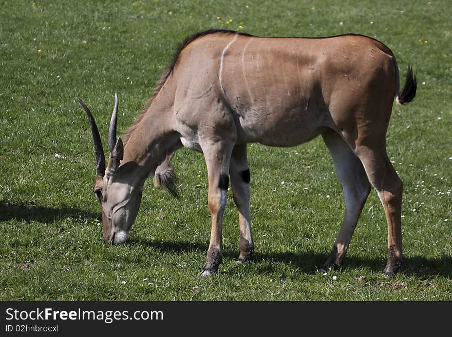 Common eland