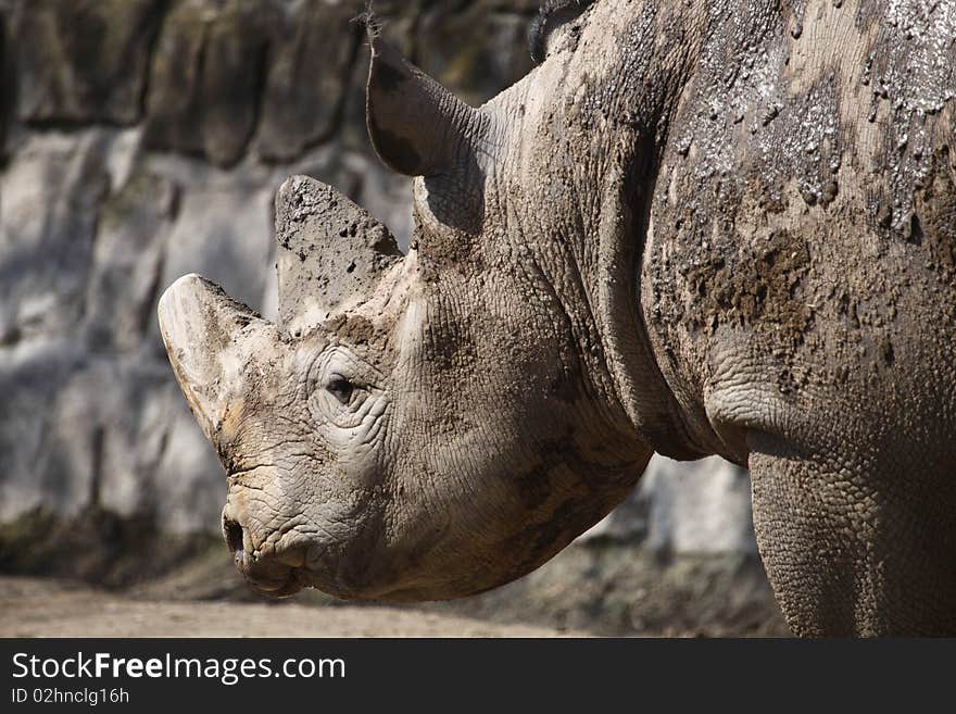 Detail of black rhino